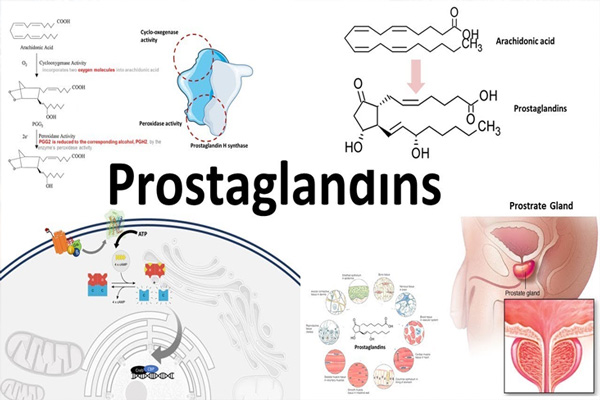 Do cơ thể tăng sản xuất Prostaglandin trong kỳ kinh nguyệt 1